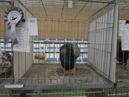 XIV Concurso Exposición de Palomas de Raza en Mula 2024